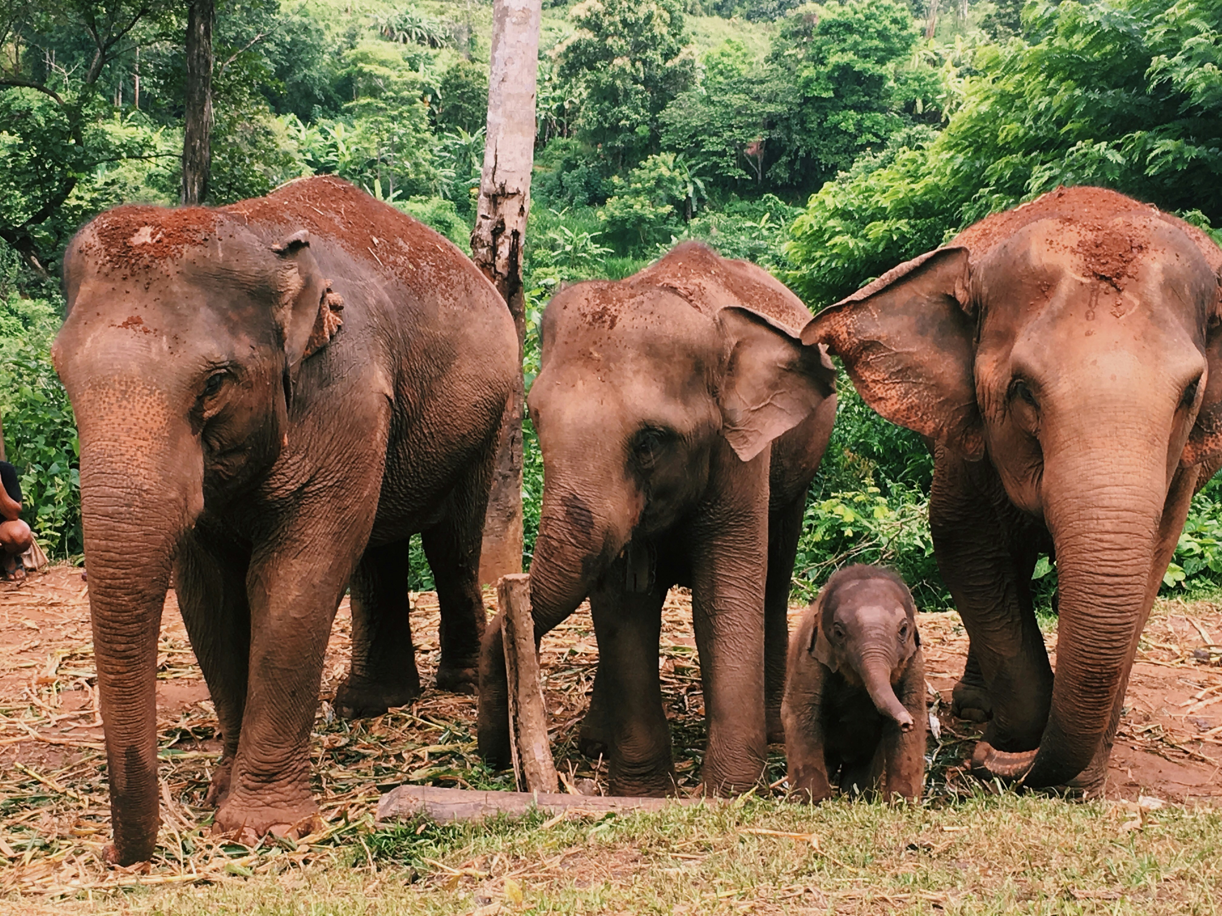This was taken in the national park just outside Chiang Mai. These gentle giants allowed us to visit them in their natural habitat, where we were lucky enough to interact with a one month old baby elephant.